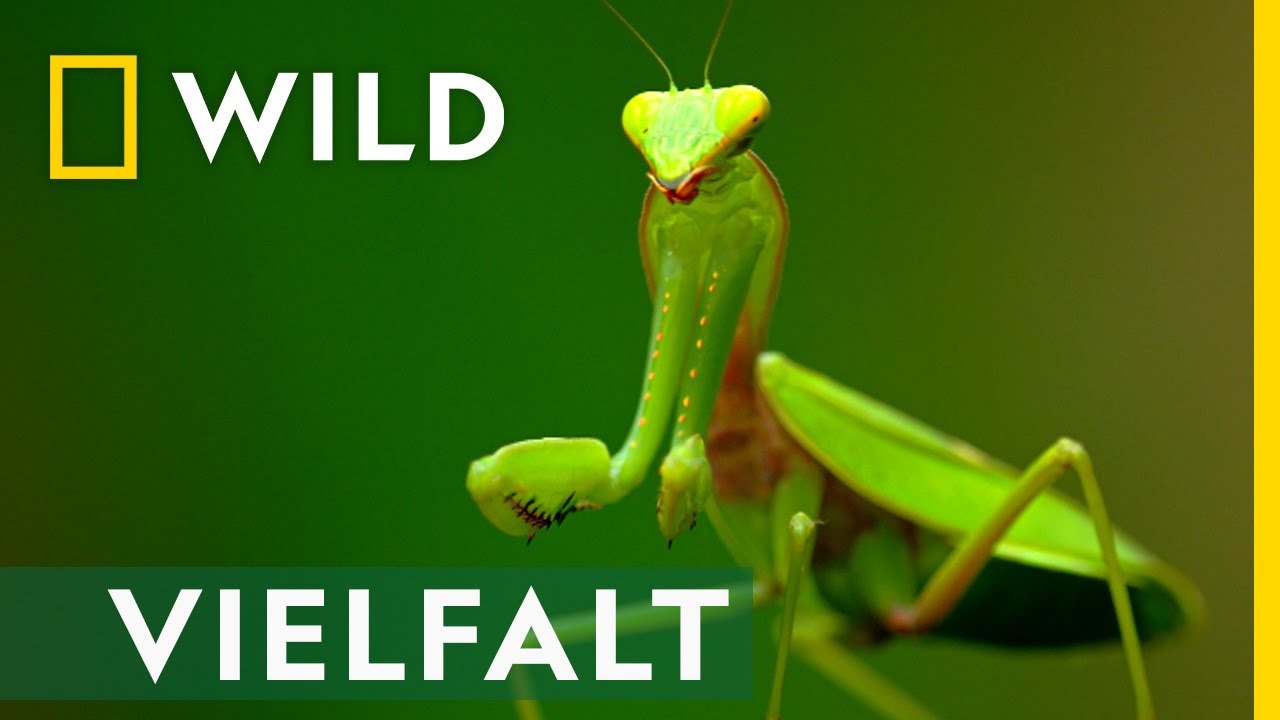 Ein Paradies der Artenvielfalt | Asiens Wildnis