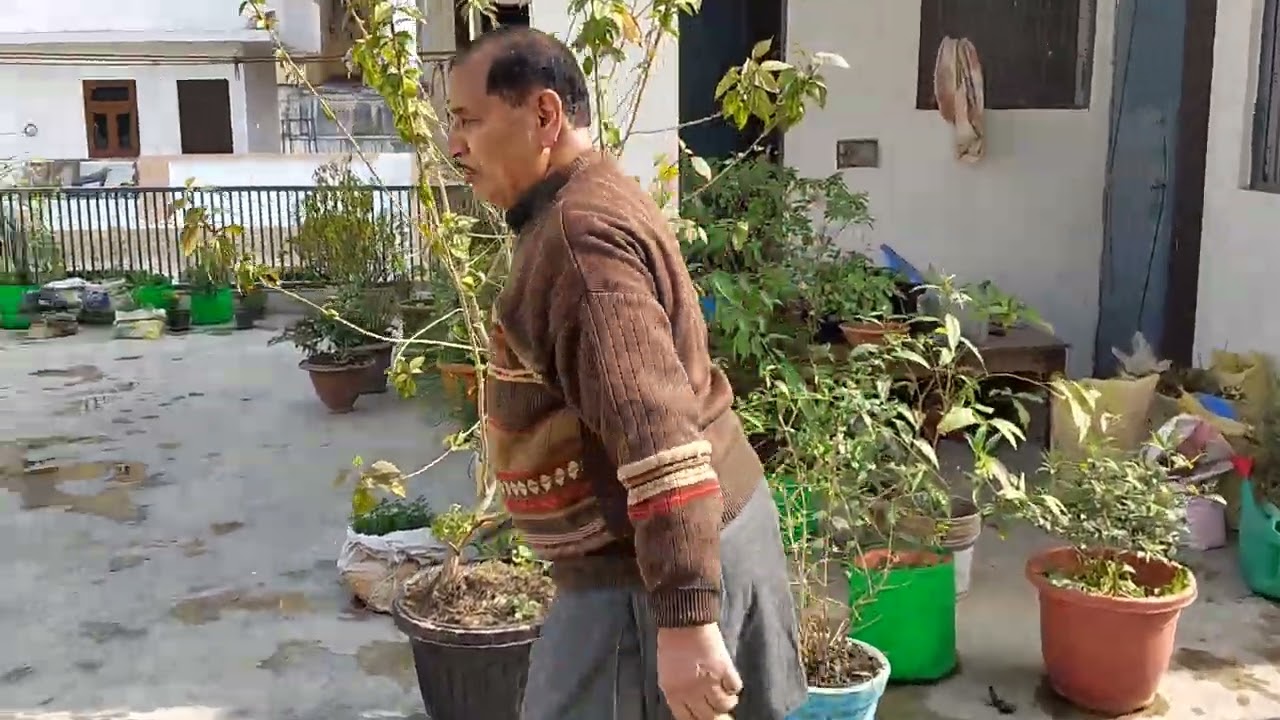 बसंत आने से पहले तुलसी मैया आदि पौधों की कटाई छटाई करना #gardening 