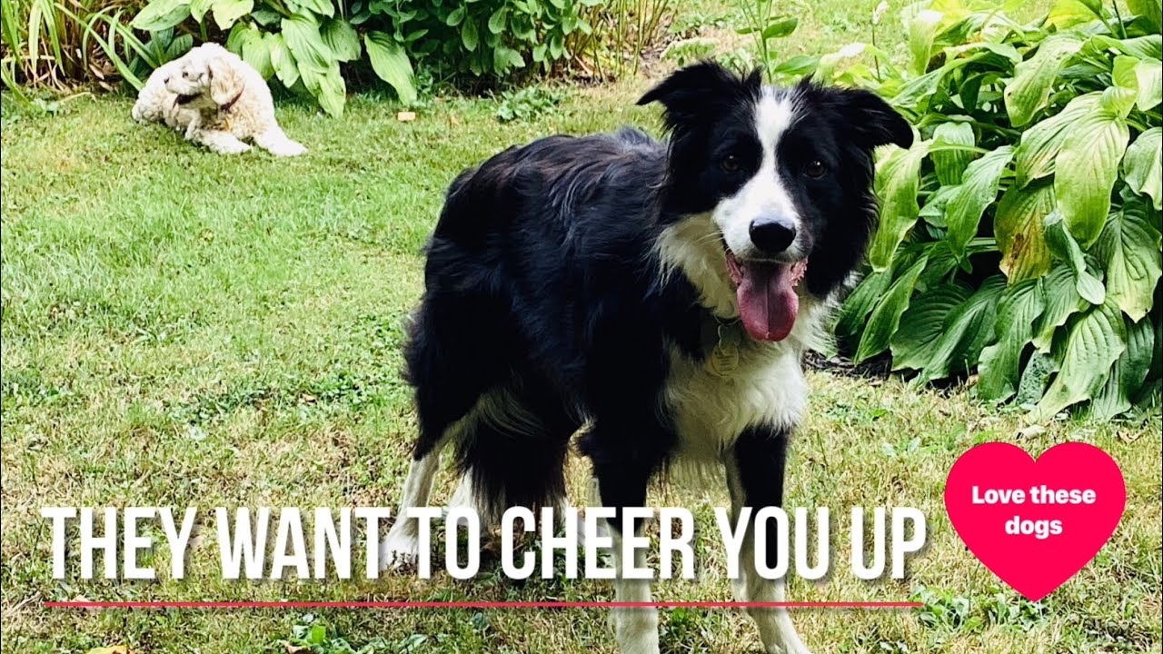 Let these dogs entertain you