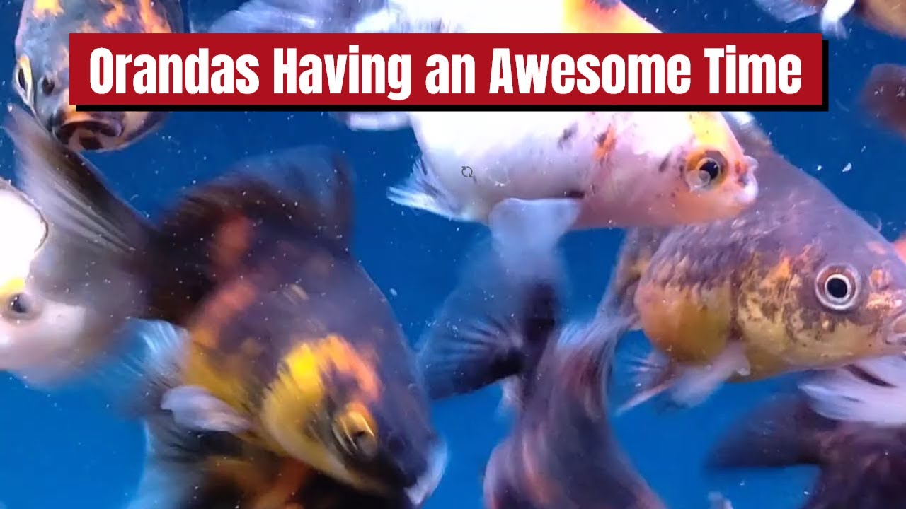 ORANDAS HAVING AN ABSOLUTELY AWESOME TIME 🐟🐟🐟!!!🤩🤩🤩 #oranda #aquarium #fish