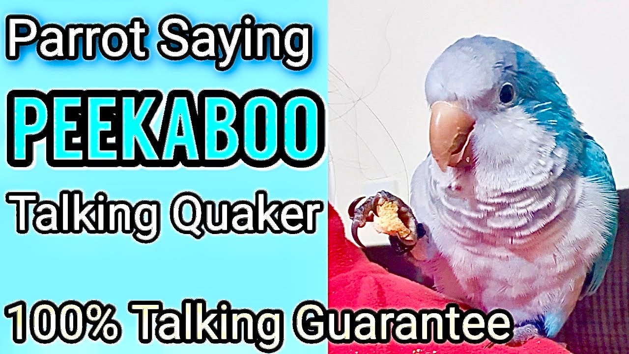 Teach Your Parrot to Say Peekaboo | How To Teach Your Parrot To Talk | Talking Parrot  #quakerparrot