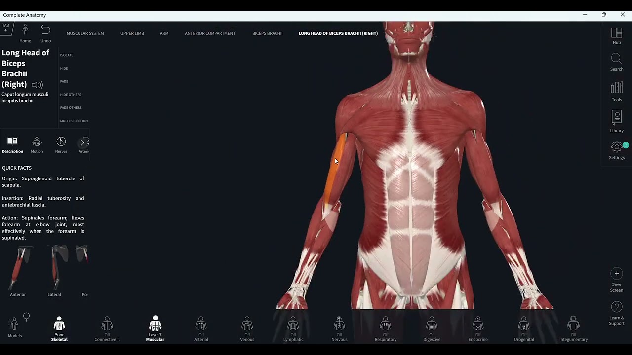 muscles of the arm (complete anatomy)-1