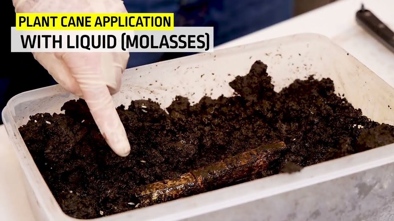 🎥 (Do It Yourself) Trichoderma Tutorial