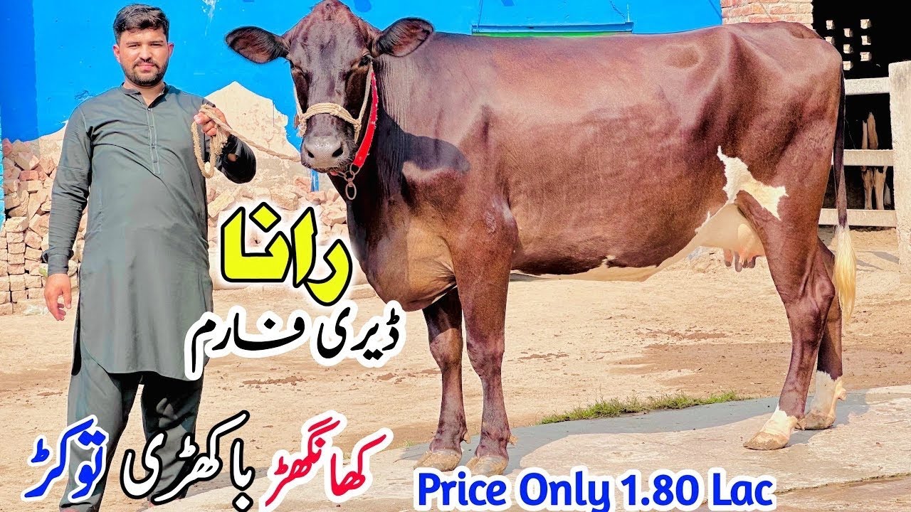 Rana Dairy Farm | Khanger Cows | Friesian Cholistani Cross Cows for Sale 2025