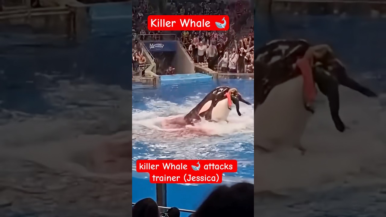 tourist captures shocking footage of a trainer getting eaten by an Orca #jessica #killerwhales #orca