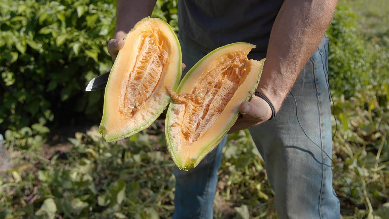 Growing Cantaloupe
