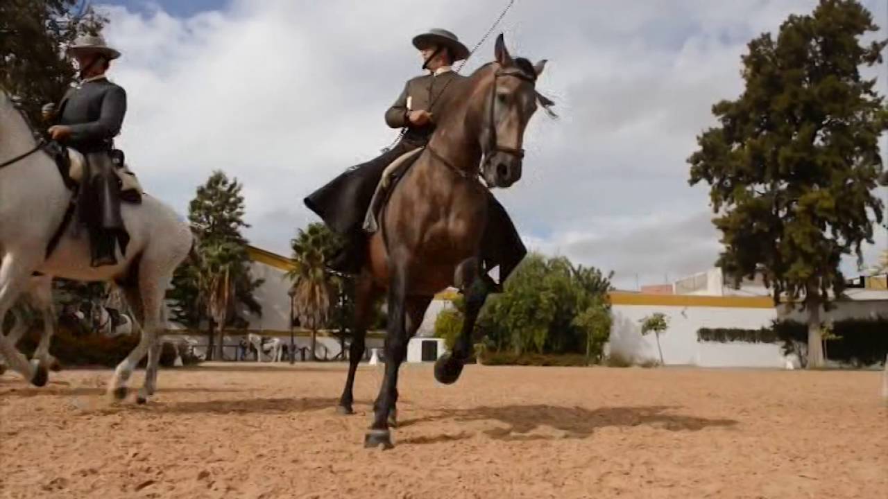 'Cómo bailan los caballos andaluces'