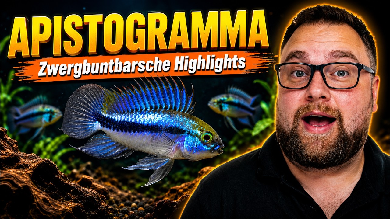 die WELT der  Apistogramma Zwergbuntbarsche
