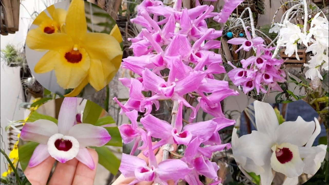 DENDROBIUM FLORAÇÕES 🌼 #orquídeas #floração #dendrobium #pierardii