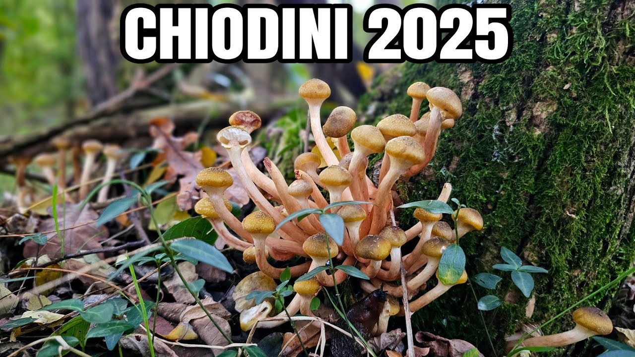 Funghi CHIODINI 2025! Le prime VERE nascite in Lombardia🔥