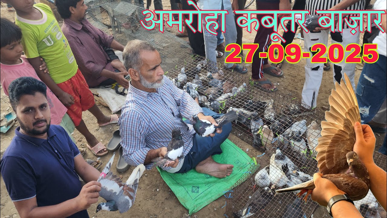 Amroha kabootar market 🕊️ 27-09-2025. अमरोहा कबूतर बाज़ार। Gola kabootar market
