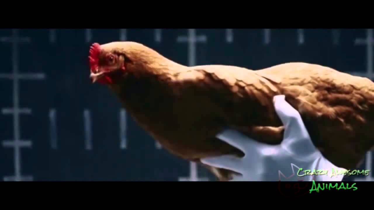 The Best Funny Animals Gifs with Sound!