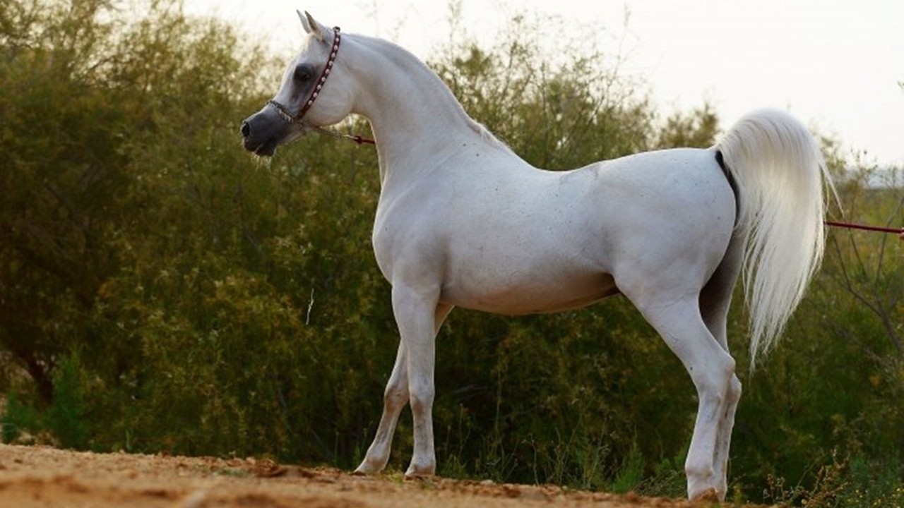 الحصان العربي المصري الأصيل | الفحل الراحل الأسطورة المصري العديد الشقب | Al Adeed Al Shaqab