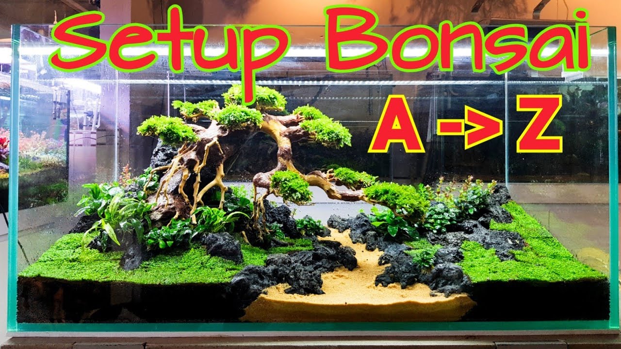 Hướng dẫn làm hồ thủy sinh bonsai đúng kỹ thuật