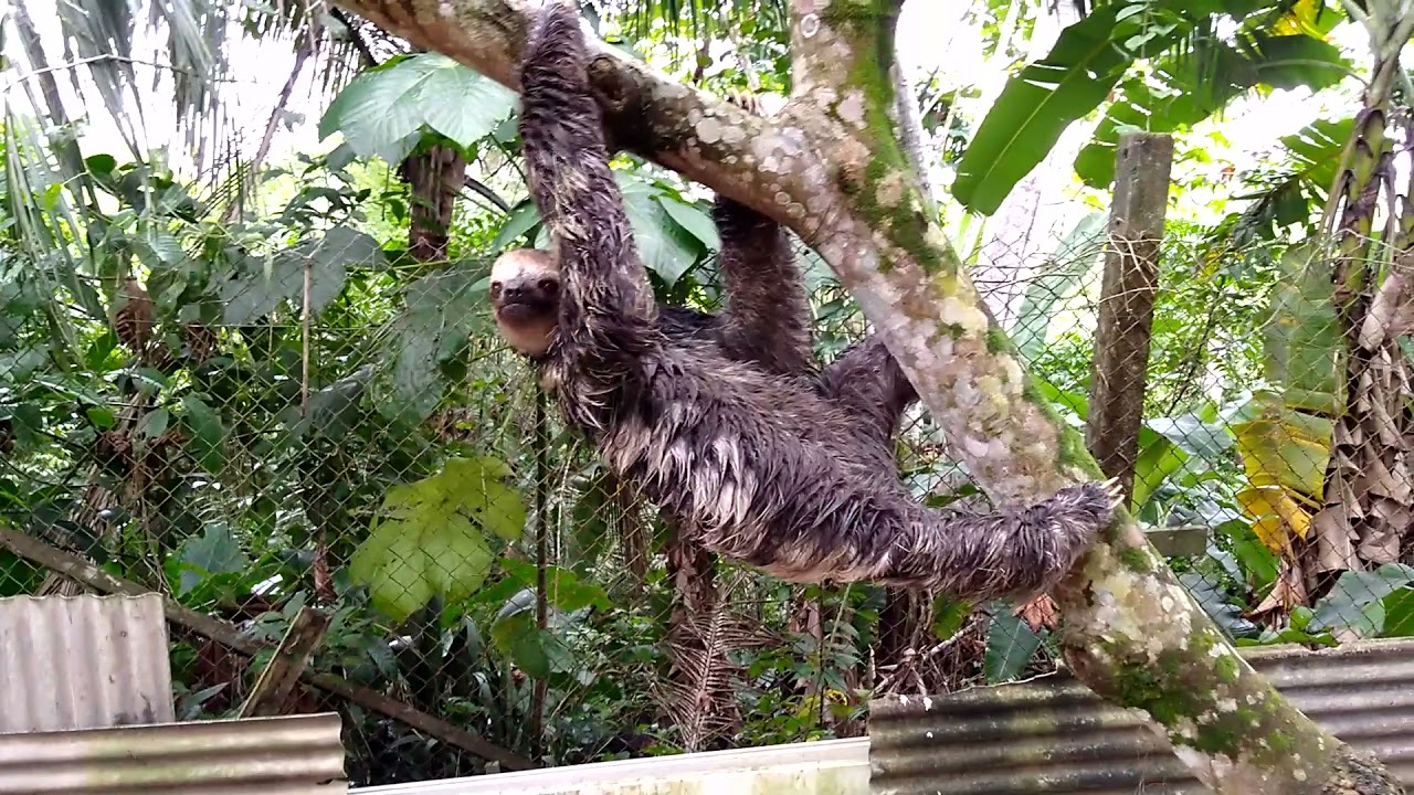 Bicho preguiça