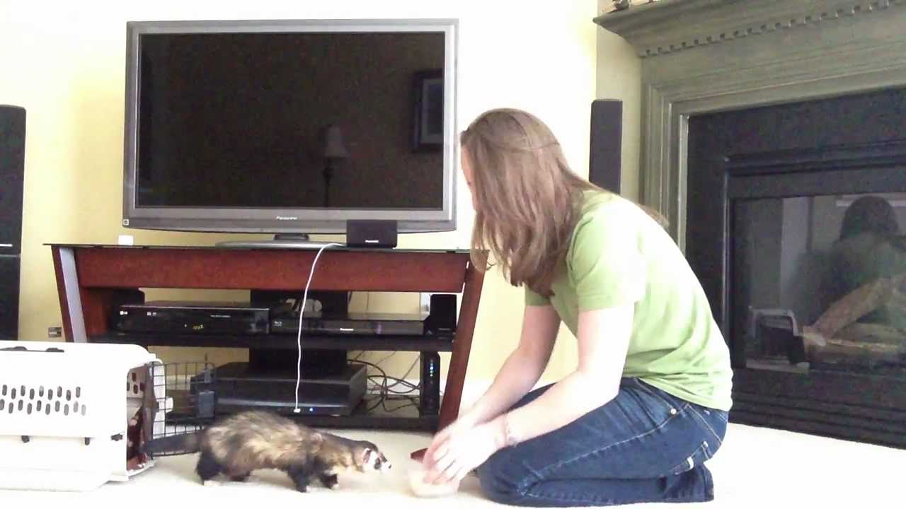 Deaf Ferrets Can Be Trained Too!
