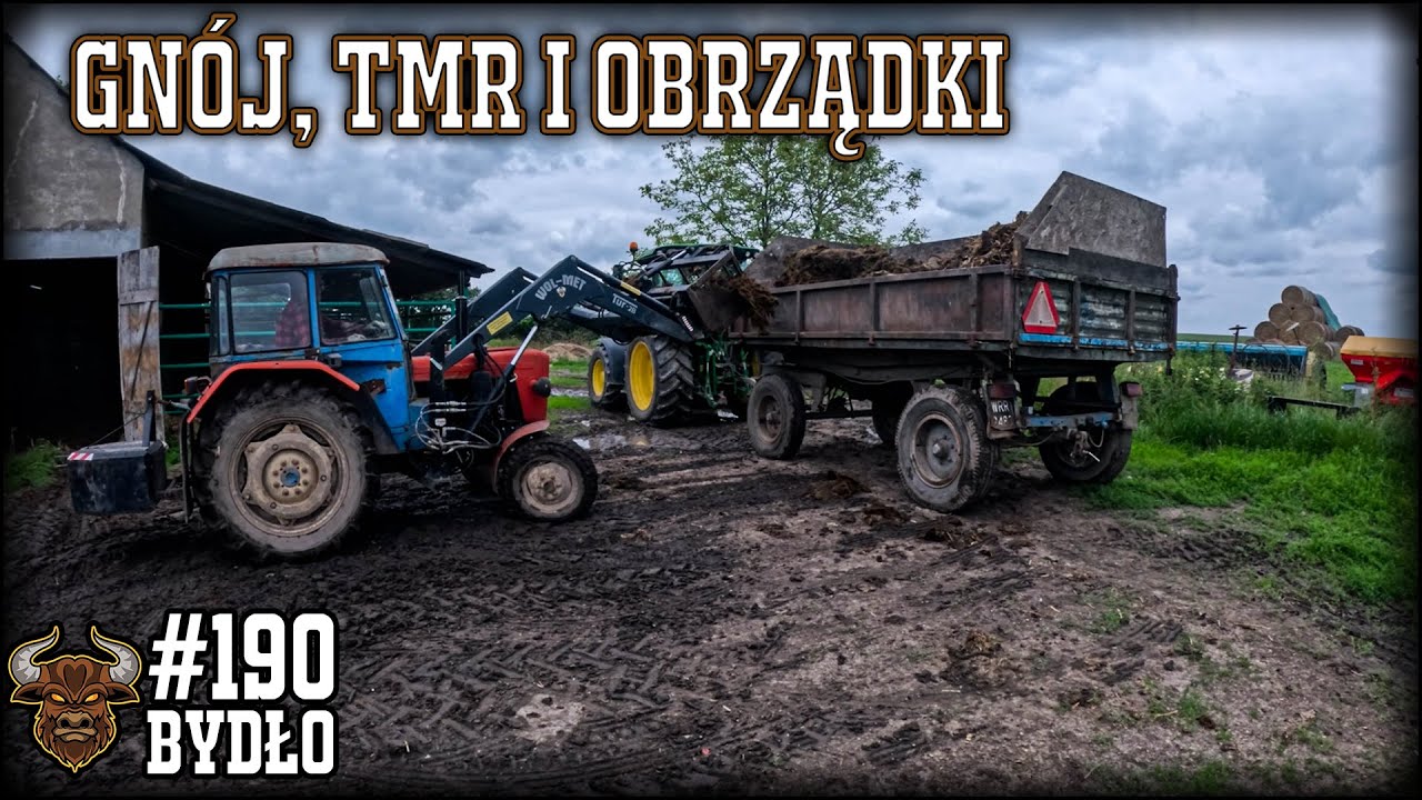 #190 Bydło opasowe - Wyrzucanie gnoju, robienie tmr, obrządek - prawie daily vlog