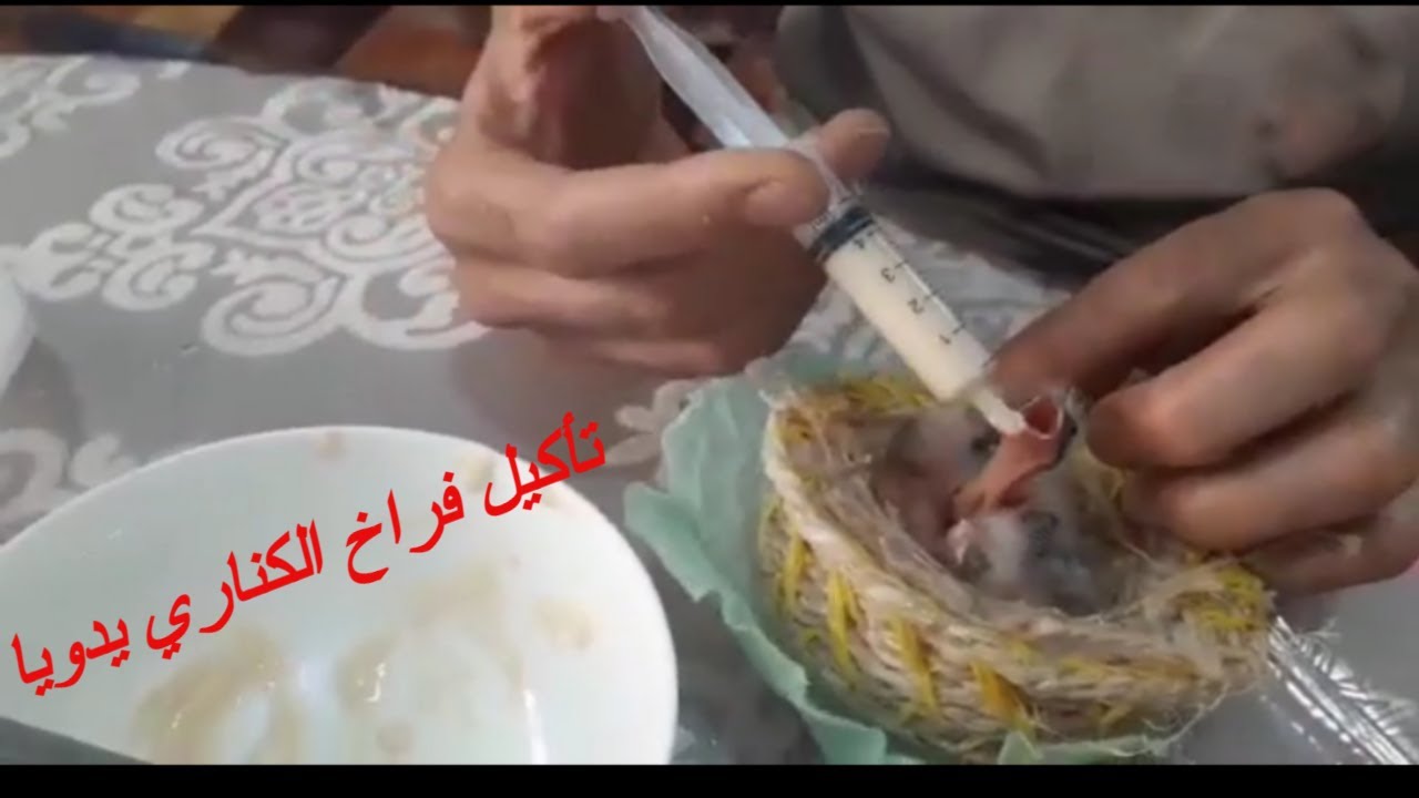 كيفية  و عدد مرات إطعام فراخ الكناري والحسون من الفقس إلى الفطام و مساعدة الانثى...