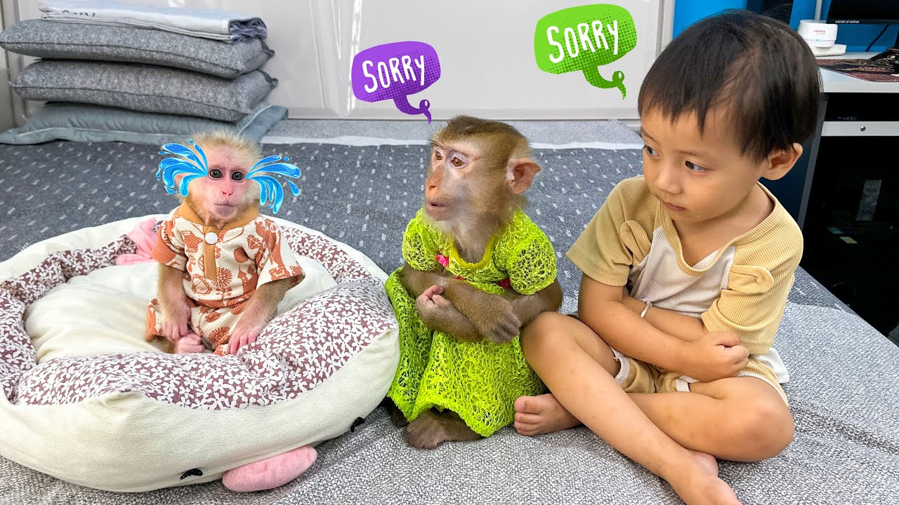 Monkey Kaka and DIem Express Remorse for Making Monkey Mit Sad