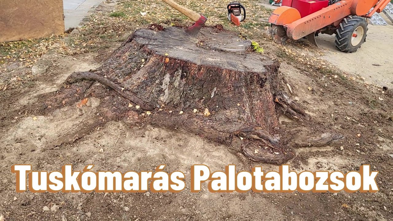 Tuskómarás a Palotabozsoki temetőben