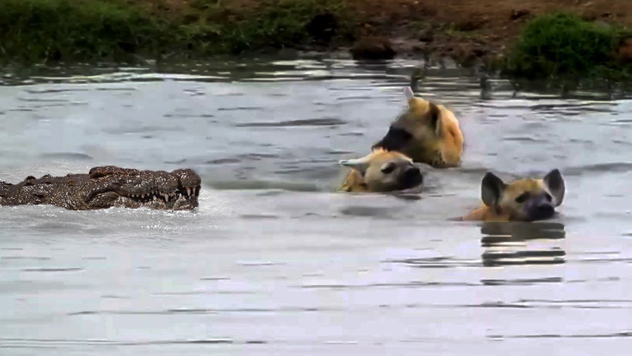 SERU !!! TOP 9 Pertarungan Buaya Lawan Hyena, Anjing Liar, Singa, Dan Hewan Lainnya Di Alam Liar