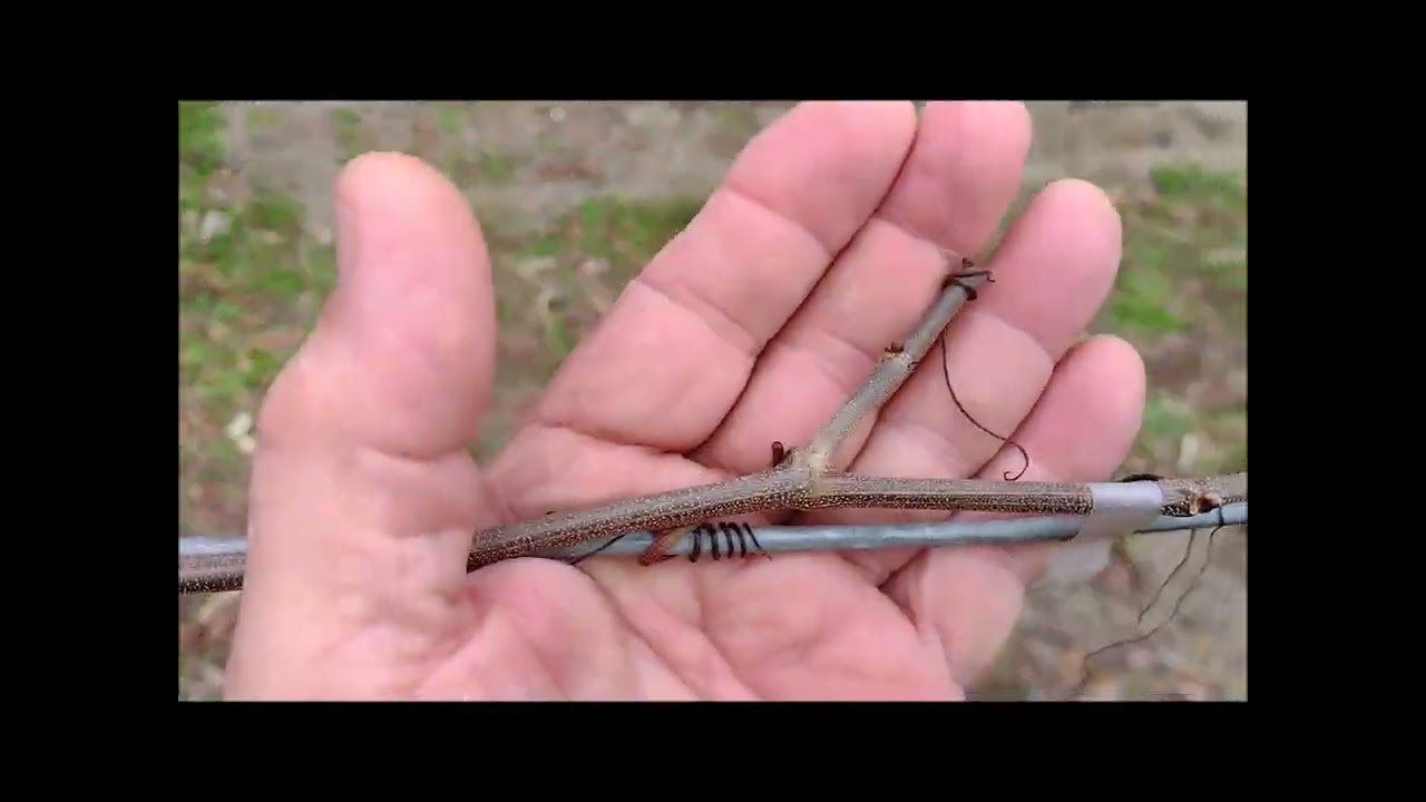 Muscadine vines: Dormancy progress and bud development after pruning