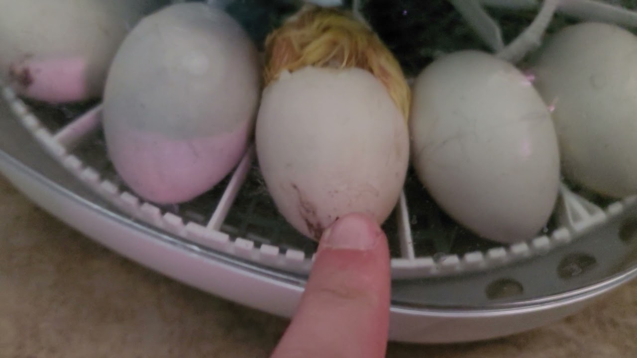 Muscovy hatching!