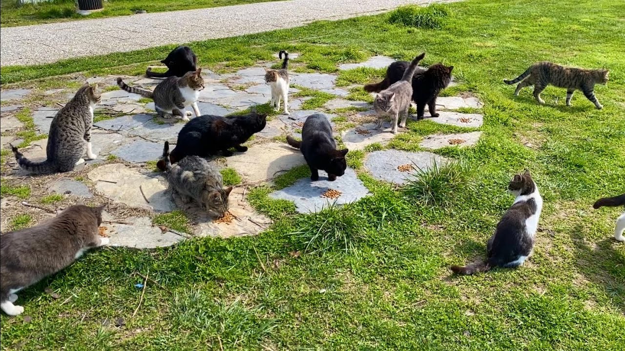 Hundreds of adorable cats live on this island in the middle of the sea.