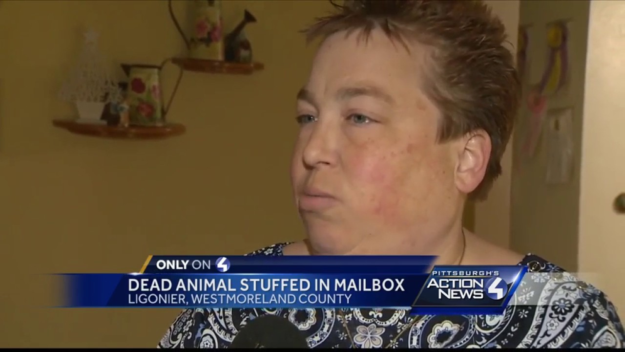 Ligonier teacher finds dead raccoon stuffed in mailbox