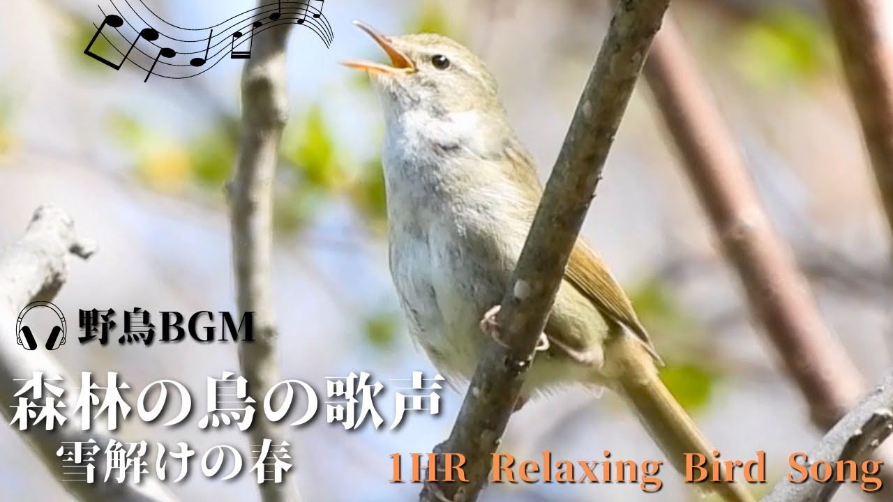 【作業用BGM / 鳥のさえずり】春の鳥鳴き声 一覧  小川のせせらぎ /1 HOUR of Birds Songs and water sound/雪解け水/鳥の鳴き声/朝の音楽/北海道野鳥