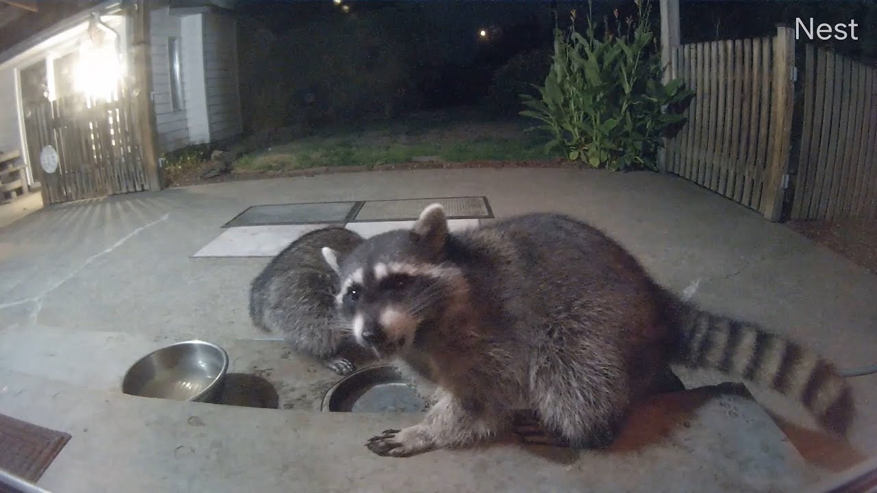 Bunch of Raccoons clean out the cat food on our patio porch this evening! (OWL 2741)
