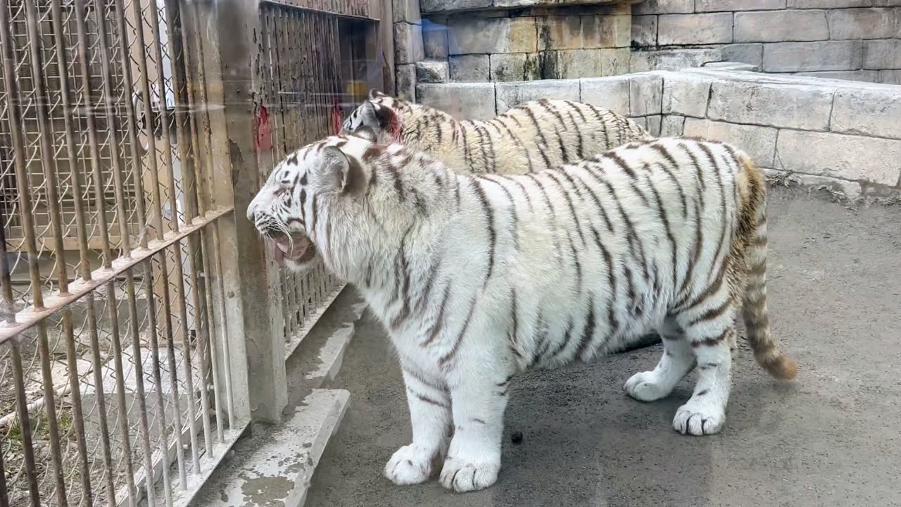 様子のおかしいスカイくんを心配するコタくんとハクくん🐯　2月12日 東武動物公園　ホワイトタイガー