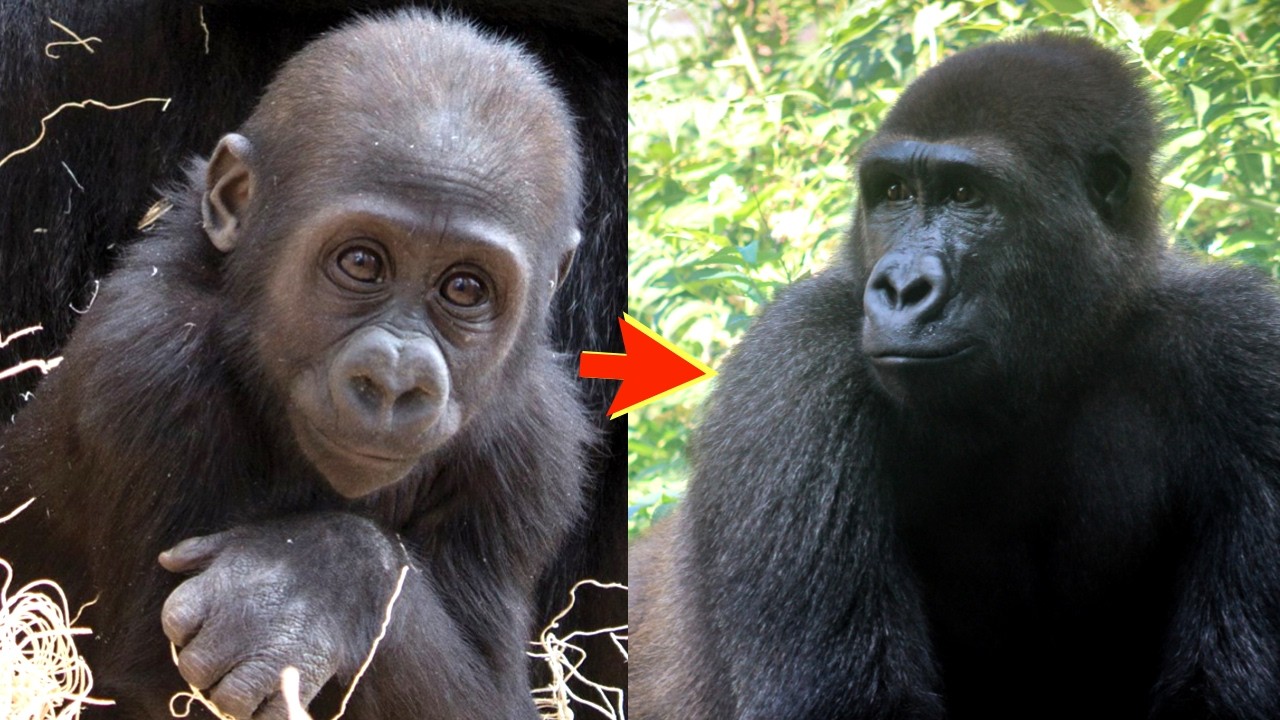 Ajabu's Miracle Birth: The Baby Gorilla Who Almost Didn’t Make It!