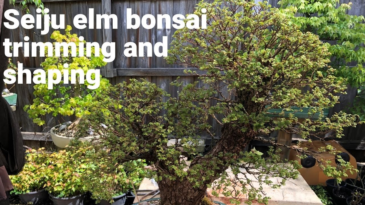 How to trim bonsai Seiju elm bonsai how to style bonsai Seiju elm Chinese elm