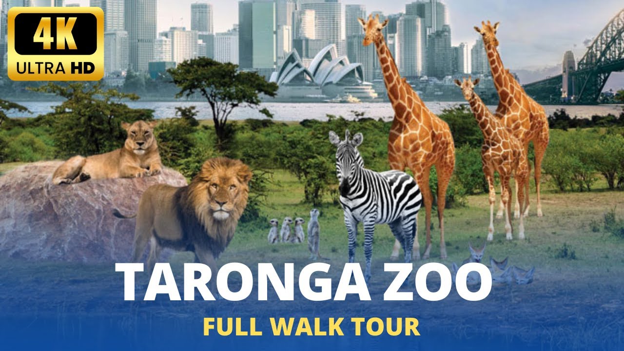What's Hiding Inside Taronga Zoo? 🐾 You Won't Believe These Views!