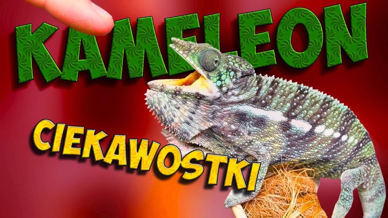 ❌ KAMELEON ❌- CAŁA PRAWDA❗️