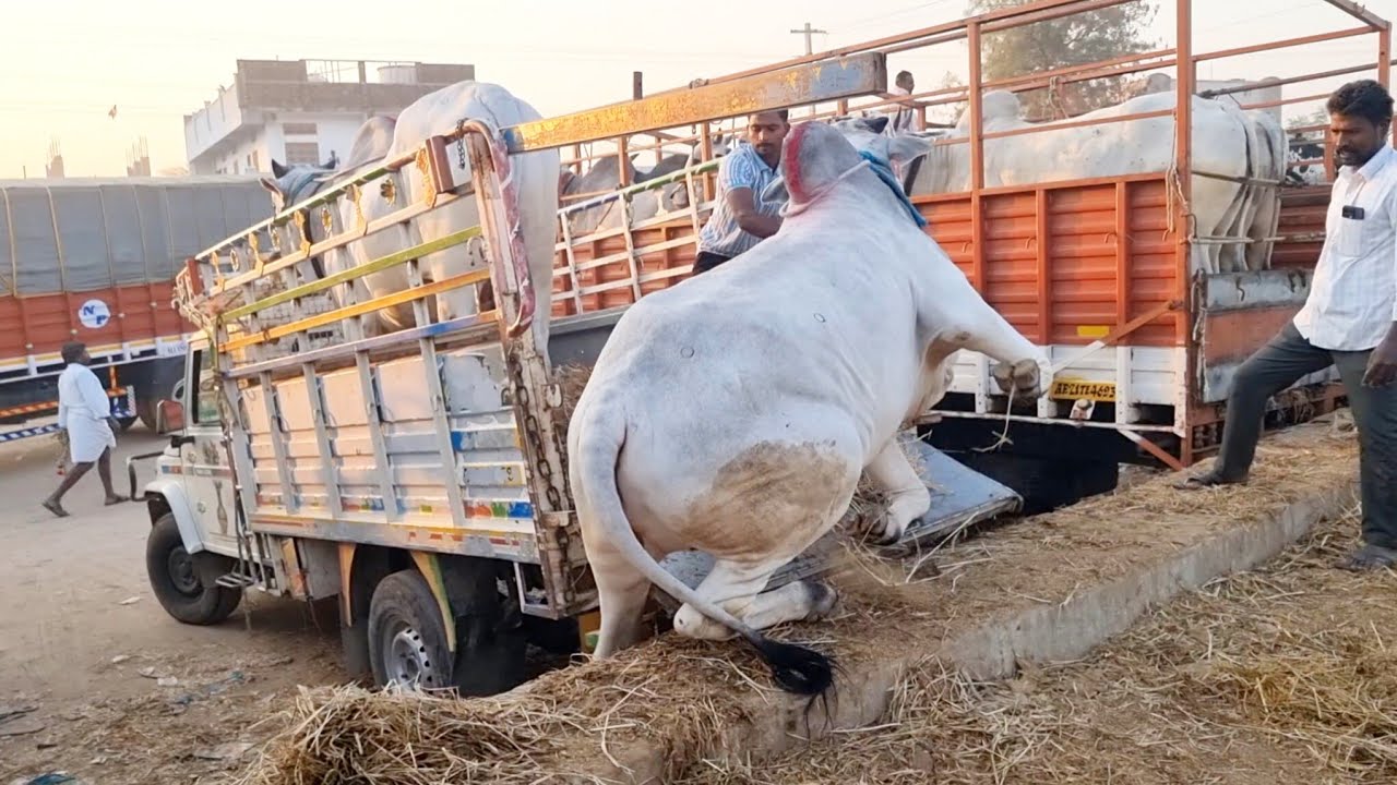 పెబ్బేరు సంతలో ఒంగోలు జాతి నాలుగు పళ్ళ కోడెల రేట్లు-pebbair bull market-pebbair cattle market-oxen