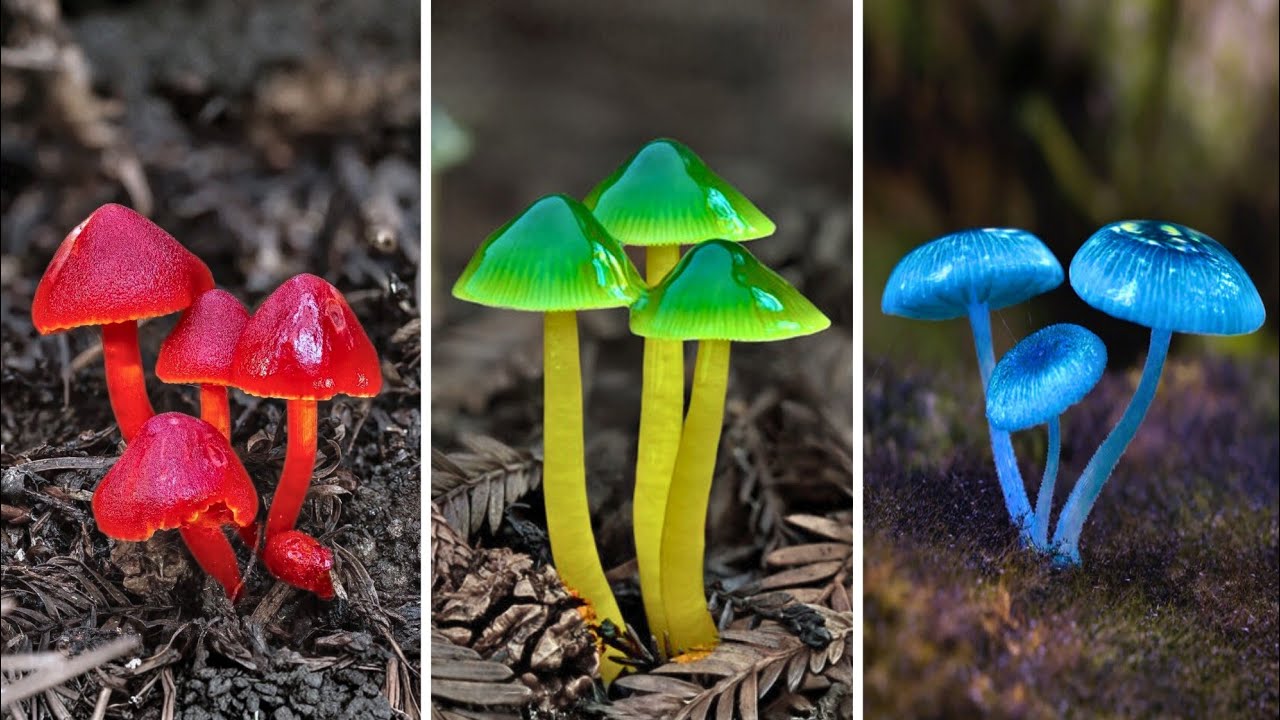 OS 20 COGUMELOS MAIS BONITOS DO MUNDO!