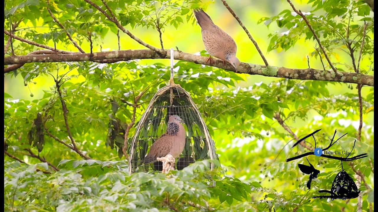 Bẫy Chim Cu Gáy Mồi Cây | Sư Tử Vờn Bổi