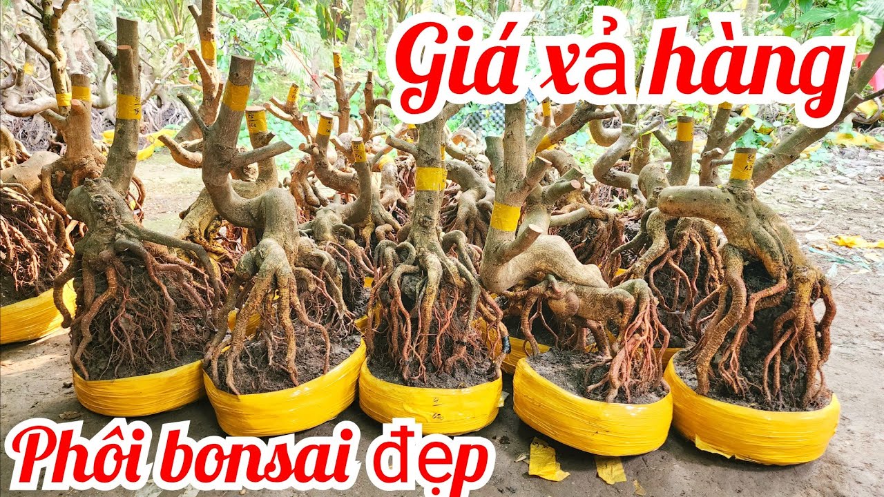 20/1 chị Vân 0857703620 phôi mai giảo bonsai đế đẹp giá xả hàng |MaivàngThanhTâm