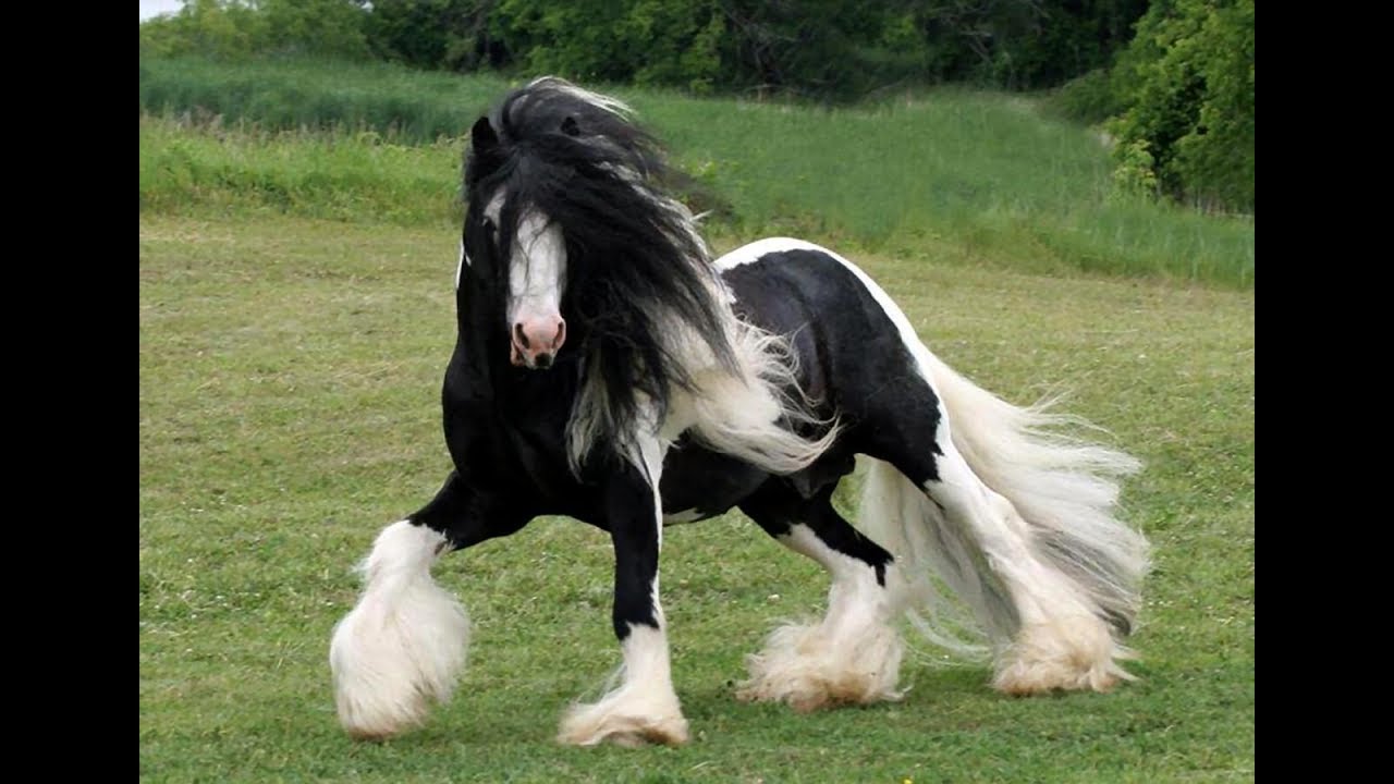 Razas Equinas Gypsy Vanner- TvAgro por Juan Gonzalo Angel