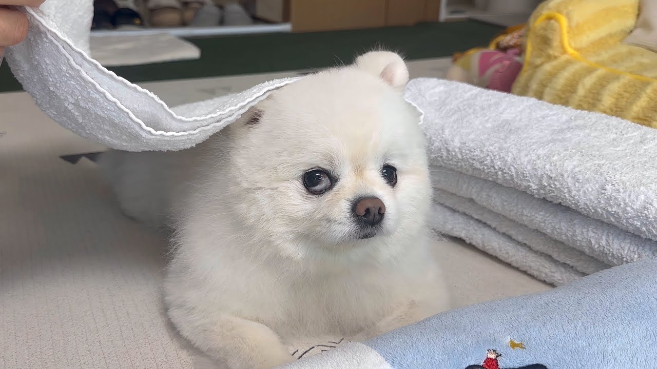도와주고 싶은데 방법을 모르는 착한 강아지ㅋㅋㅋ