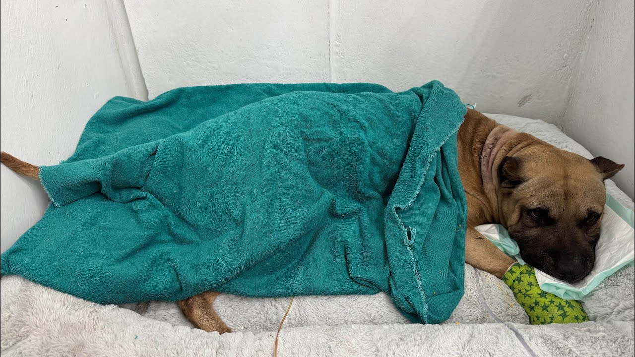 Blu 🐶✨❤️ se está recuperando poquito 🥹