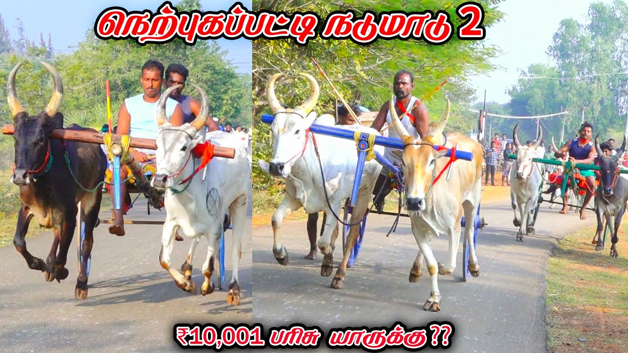 2நெற்புகப்பட்டி-சின்னமாடு-பந்தயம்_20.01.2026_V_Photography