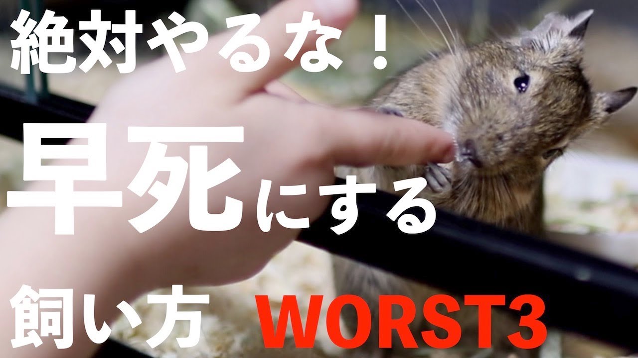 【知って欲しい】デグー(degu)が早死にする飼い方ワースト3