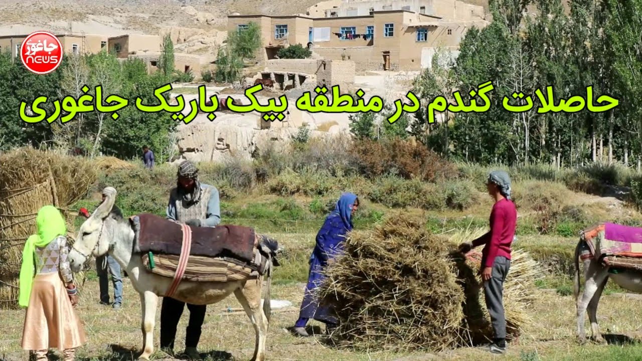 حاصلات گندم ، منطقه بیک باریک جاغوری