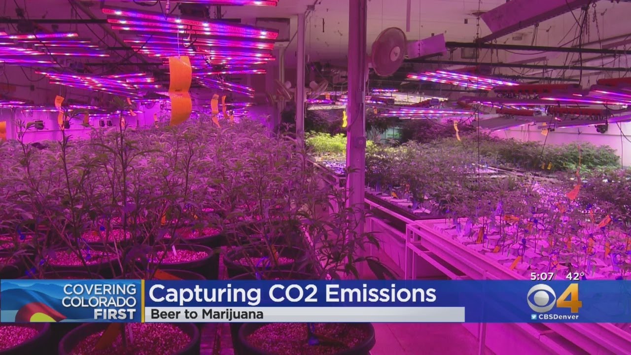Colorado Beer & Marijuana Come Together In CO2 Pilot Program