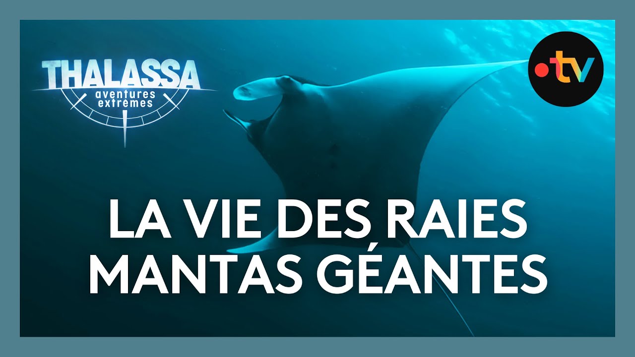 La vie secr&egrave;te des raies mantas - Thalassa