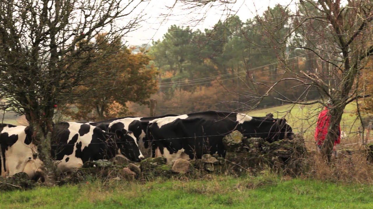 Origen de la leche de Danone - Ganadería Capón - Chantada, Lugo