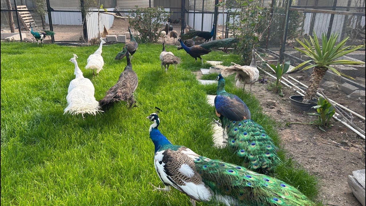 Peacocks pen livestream